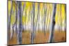 Blur Aspens, Autumn Impressions, Sierra Nevada, California-Vincent James-Mounted Photographic Print