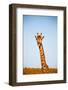 Blur in South Africa  Kruger Wildlife Nature Reserve and Wild Giraffe-lkpro-Framed Photographic Print