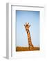 Blur in South Africa  Kruger Wildlife Nature Reserve and Wild Giraffe-lkpro-Framed Photographic Print