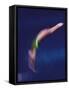 Blured Action of Female Diver-null-Framed Stretched Canvas