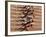 Blurred Action of Male Runners Starting a 100 Meter Sprint Race-Paul Sutton-Framed Photographic Print