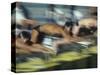 Blurred Action of Male Swimmers at the Start of a Race-null-Stretched Canvas