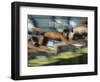 Blurred Action of Male Swimmers at the Start of a Race-null-Framed Photographic Print