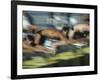 Blurred Action of Male Swimmers at the Start of a Race-null-Framed Photographic Print