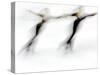 Blurred Action of Pairs Figure Skaters, Torino, Italy-Chris Trotman-Stretched Canvas