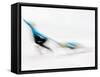 Blurred Action of Pairs Figure Skaters, Torino, Italy-Chris Trotman-Framed Stretched Canvas