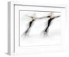 Blurred Action of Pairs Figure Skaters, Torino, Italy-Chris Trotman-Framed Photographic Print