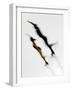 Blurred Action of Pairs Figure Skaters, Torino, Italy-Chris Trotman-Framed Photographic Print