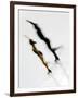 Blurred Action of Pairs Figure Skaters, Torino, Italy-Chris Trotman-Framed Photographic Print