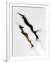 Blurred Action of Pairs Figure Skaters, Torino, Italy-Chris Trotman-Framed Photographic Print