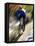 Blurred Action of Recreational Mountain Biker Riding on the Trails-null-Framed Stretched Canvas