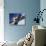 Blurred Action of Snowboarder, Aspen, Colorado, USA-null-Stretched Canvas displayed on a wall