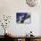 Blurred Action of Snowboarder, Aspen, Colorado, USA-null-Stretched Canvas displayed on a wall