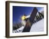 Blurred Action of Snowboarder, Aspen, Colorado, USA-null-Framed Premium Photographic Print
