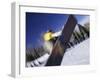 Blurred Action of Snowboarder, Aspen, Colorado, USA-null-Framed Photographic Print