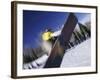 Blurred Action of Snowboarder, Aspen, Colorado, USA-null-Framed Photographic Print