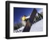 Blurred Action of Snowboarder, Aspen, Colorado, USA-null-Framed Photographic Print