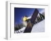 Blurred Action of Snowboarder, Aspen, Colorado, USA-null-Framed Photographic Print