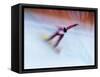 Blurred Action of Snowboarder, Nagano, Japan-null-Framed Stretched Canvas