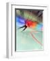 Blurred Action of Speed Skater-Paul Sutton-Framed Photographic Print