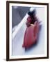 Blurred Action of the Start of 4 Man Bobsled Team, Lake Placid, New York, USA-Chris Trotman-Framed Premium Photographic Print