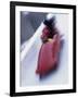 Blurred Action of the Start of 4 Man Bobsled Team, Lake Placid, New York, USA-Chris Trotman-Framed Photographic Print