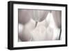 Blurred Close-Up of Tulips-null-Framed Art Print