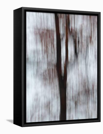 Blurred image of foliage achieved by panning the camera during time exposure-Jan Halaska-Framed Stretched Canvas