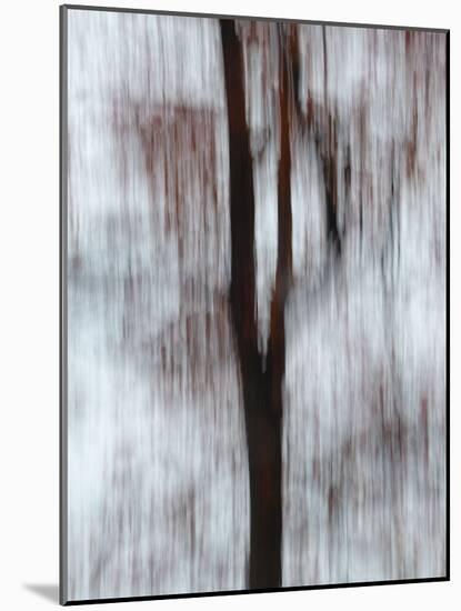 Blurred image of foliage achieved by panning the camera during time exposure-Jan Halaska-Mounted Photographic Print