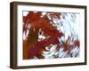 Blurred image of foliage achieved by rotating the camera during time exposure-Jan Halaska-Framed Premium Photographic Print