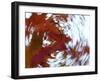 Blurred image of foliage achieved by rotating the camera during time exposure-Jan Halaska-Framed Premium Photographic Print