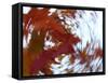 Blurred image of foliage achieved by rotating the camera during time exposure-Jan Halaska-Framed Stretched Canvas