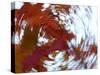 Blurred image of foliage achieved by rotating the camera during time exposure-Jan Halaska-Stretched Canvas
