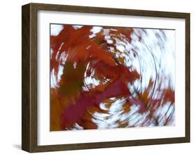 Blurred image of foliage achieved by rotating the camera during time exposure-Jan Halaska-Framed Photographic Print