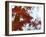 Blurred image of foliage achieved by rotating the camera during time exposure-Jan Halaska-Framed Photographic Print