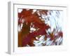 Blurred image of foliage achieved by rotating the camera during time exposure-Jan Halaska-Framed Photographic Print