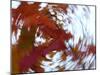 Blurred image of foliage achieved by rotating the camera during time exposure-Jan Halaska-Mounted Photographic Print