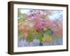 Blurred image of foliage achieved by rotating the camera during time exposure-Jan Halaska-Framed Premium Photographic Print