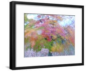 Blurred image of foliage achieved by rotating the camera during time exposure-Jan Halaska-Framed Photographic Print