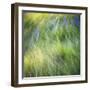 Blurred motion image of grass, urrey, England, UK-Jon Arnold-Framed Photographic Print