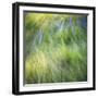 Blurred motion image of grass, urrey, England, UK-Jon Arnold-Framed Photographic Print