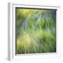 Blurred motion image of grass, urrey, England, UK-Jon Arnold-Framed Photographic Print