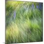 Blurred motion image of grass, urrey, England, UK-Jon Arnold-Mounted Photographic Print