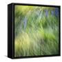 Blurred motion image of grass, urrey, England, UK-Jon Arnold-Framed Stretched Canvas