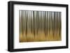 Blurred Motion Treatment of Fallen Ghost Trees, Yellowstone National Park, Wyoming-Adam Jones-Framed Photographic Print