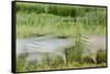 Blurred Plains Zebra, Makgadikgadi Pans National Park, Botswana-Paul Souders-Framed Stretched Canvas