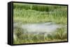 Blurred Plains Zebra, Makgadikgadi Pans National Park, Botswana-Paul Souders-Framed Stretched Canvas