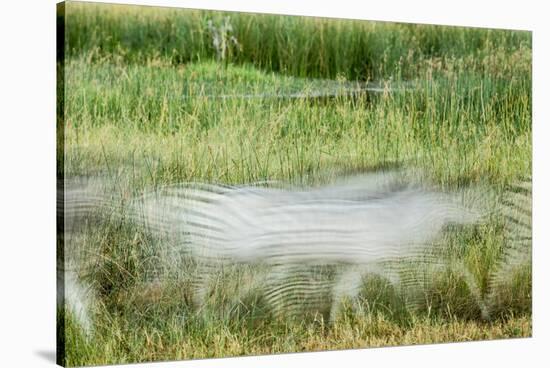 Blurred Plains Zebra, Makgadikgadi Pans National Park, Botswana-Paul Souders-Stretched Canvas