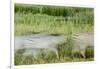 Blurred Plains Zebra, Makgadikgadi Pans National Park, Botswana-Paul Souders-Framed Photographic Print