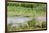 Blurred Plains Zebra, Makgadikgadi Pans National Park, Botswana-Paul Souders-Framed Photographic Print